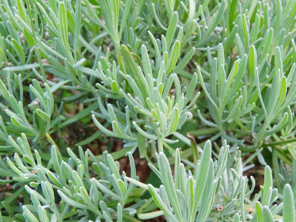 メディカルハーブの種類と効能とは？効果・健康法を解説