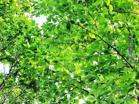 メンタルとは？